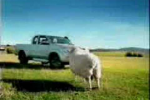 Toyota Hilux угнали быки в рекламным ролике
